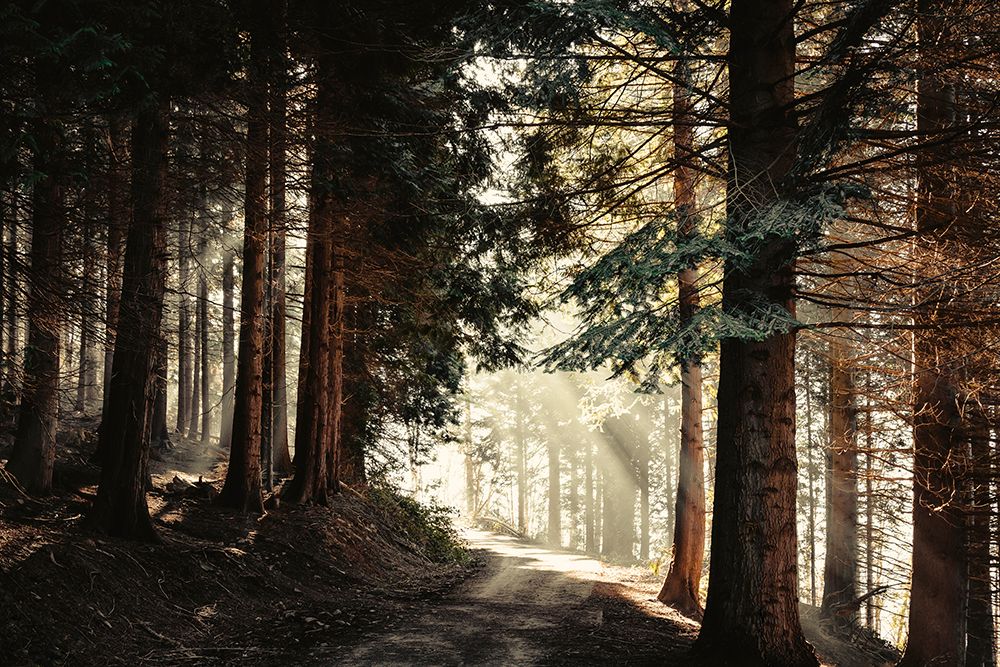 Light Magic art print by Dirk Wustenhagen for $57.95 CAD