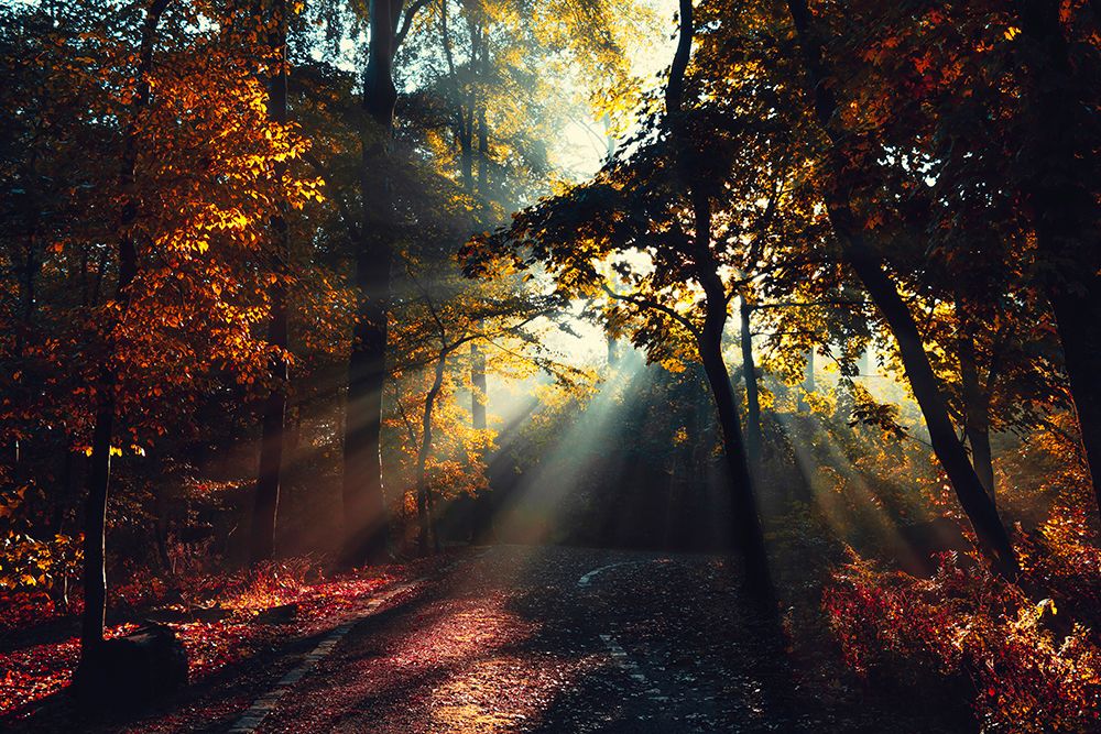 Magic Forest Light art print by Dirk Wustenhagen for $57.95 CAD
