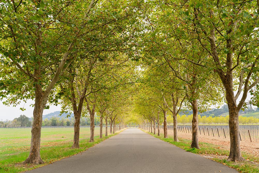 Alexander Valley Trees art print by Richard Wong for $57.95 CAD