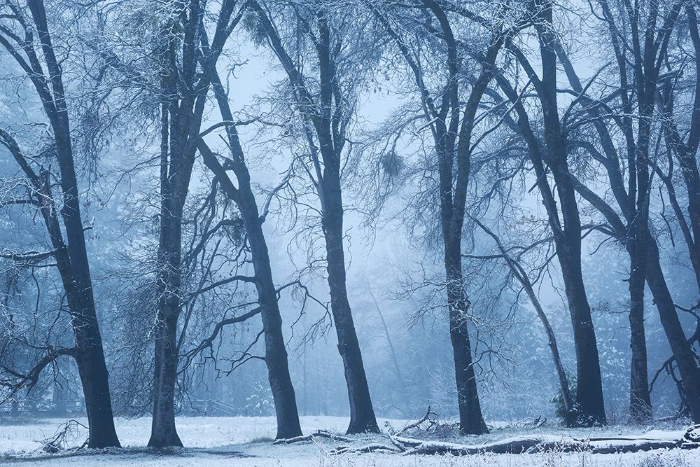 Magical Morning art print by Richard Wong for $57.95 CAD