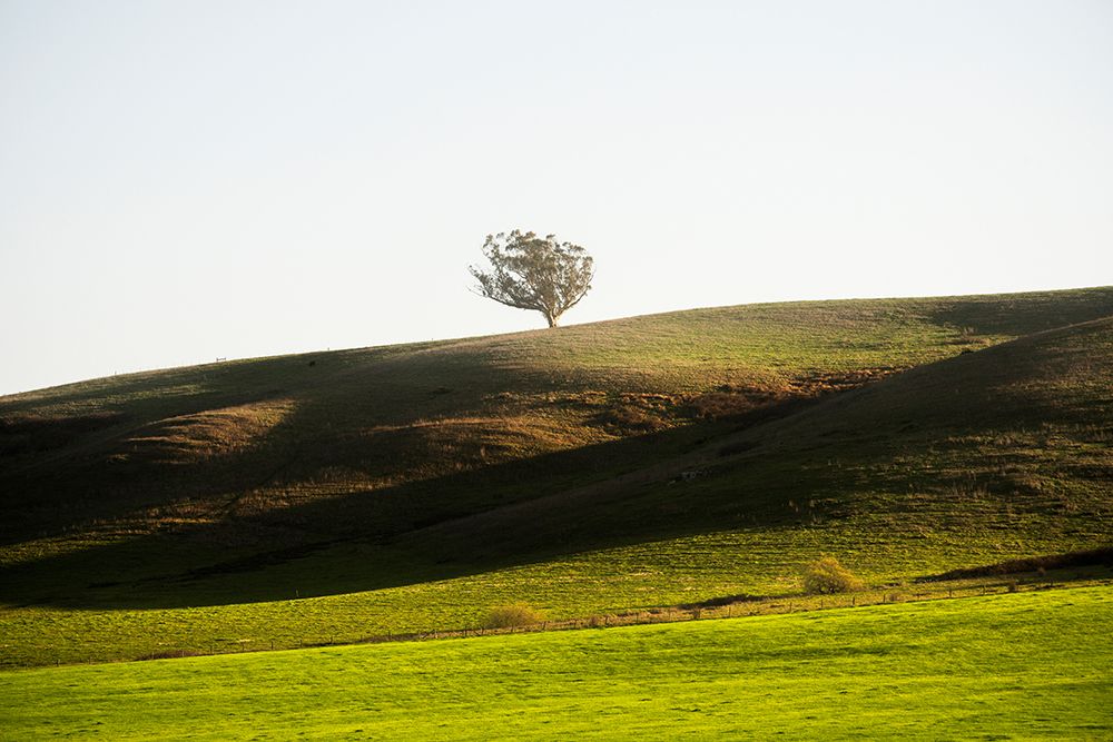 OneTree Hill art print by Richard Wong for $57.95 CAD