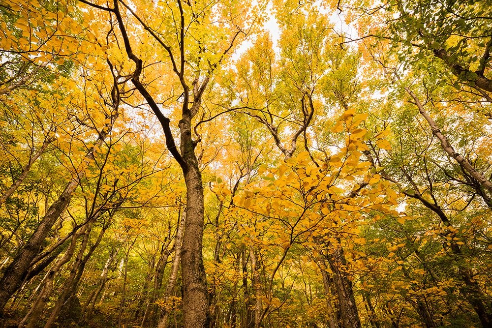 Smugglers Notch art print by Richard Wong for $57.95 CAD