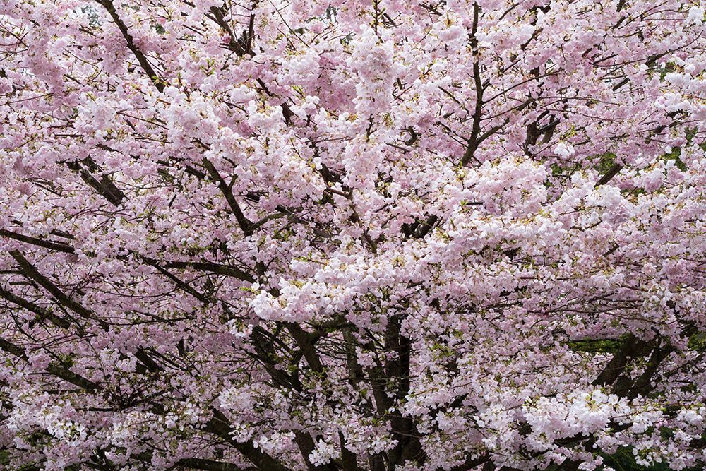 Stanley Park Cherry Tree Blossoms art print by Richard Wong for $57.95 CAD