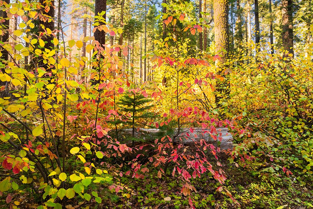 Dogwood Dreams art print by Richard Wong for $57.95 CAD