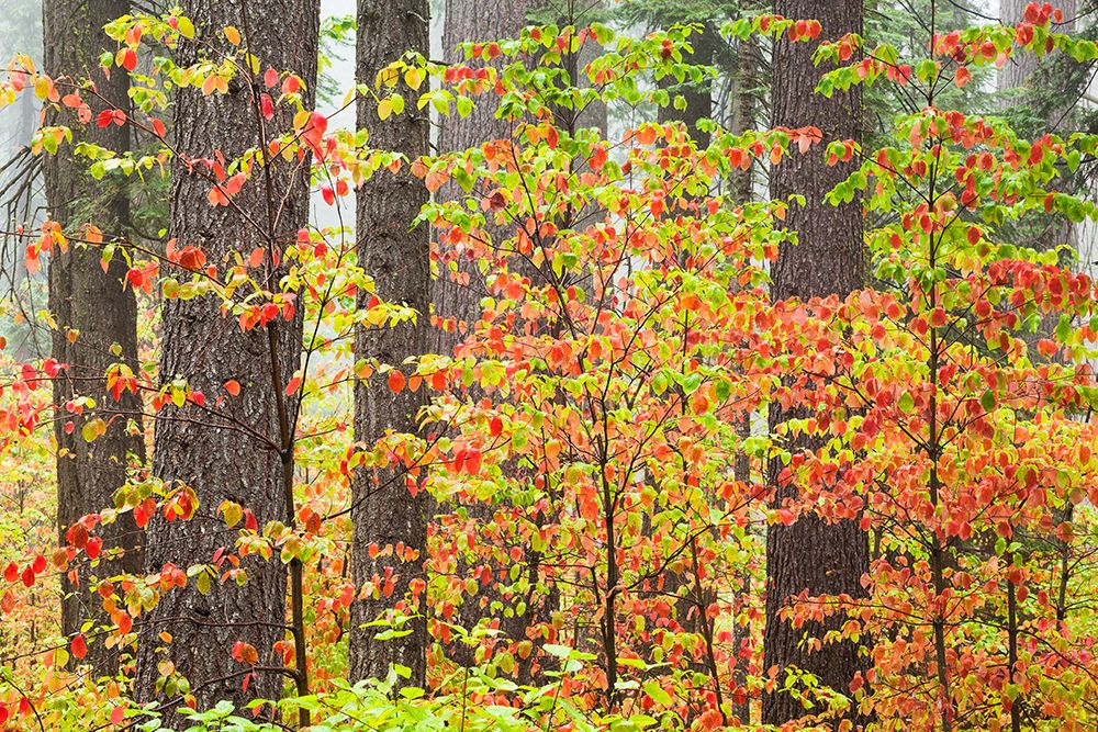 Dogwood In Fall art print by Richard Wong for $57.95 CAD