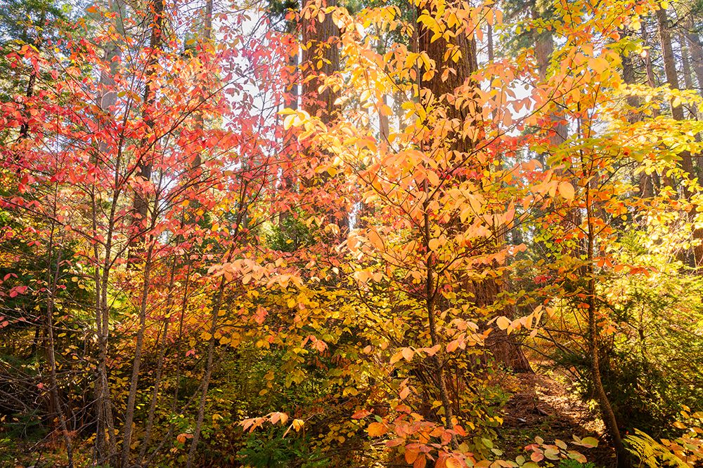 Forest Light art print by Richard Wong for $57.95 CAD