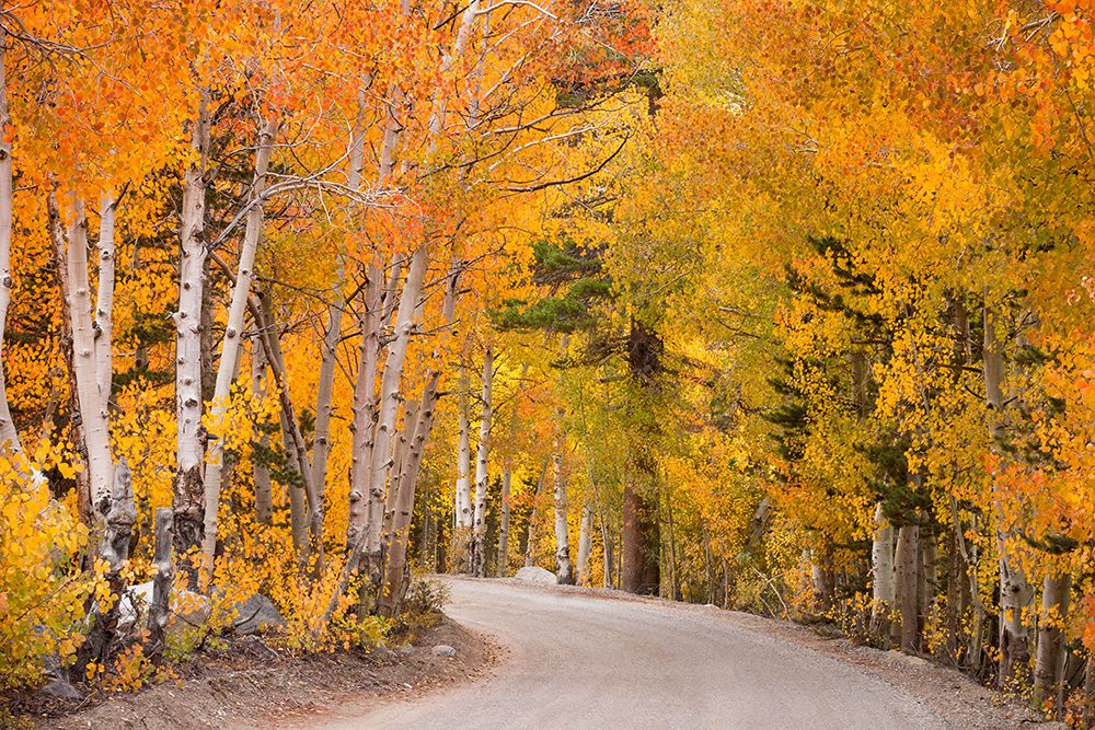 The Golden Road art print by Richard Wong for $57.95 CAD