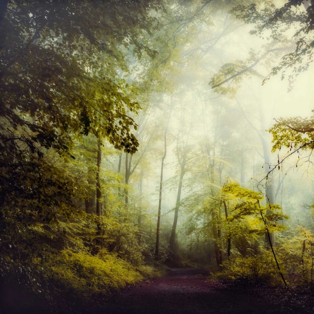Glorious Woods art print by Dirk Wuestenhagen for $57.95 CAD
