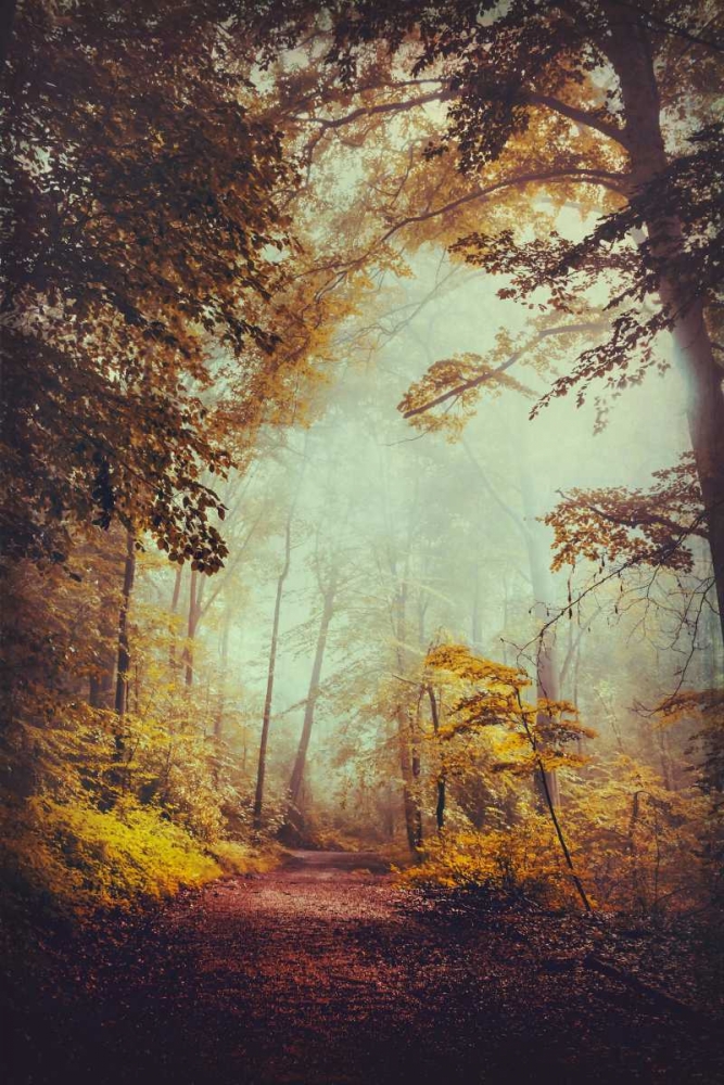 Silent Forest art print by Dirk Wuestenhagen for $57.95 CAD