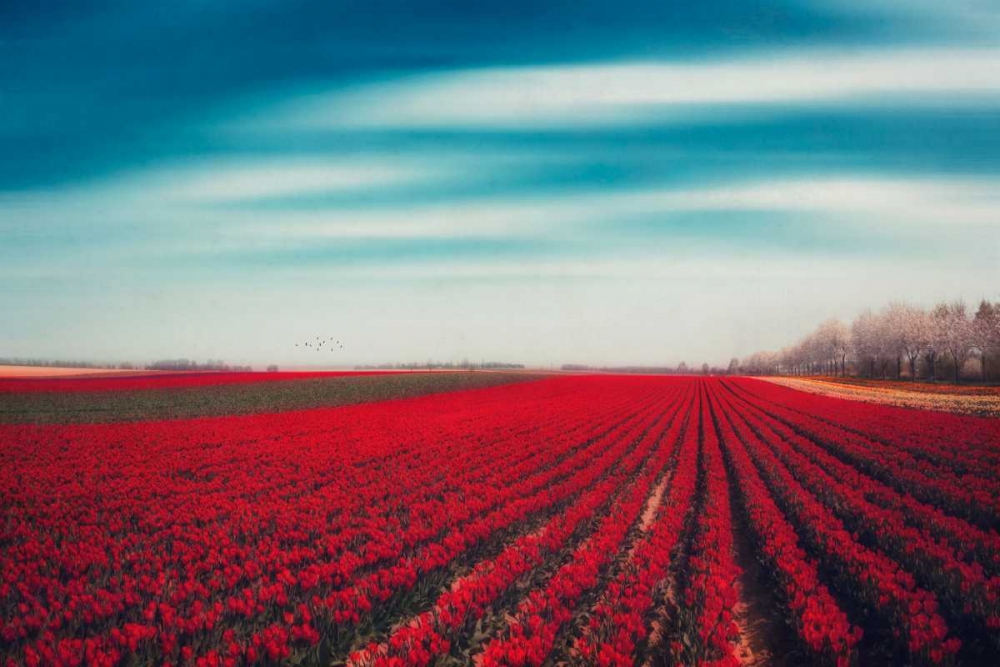Tulips art print by Dirk Wuestenhagen for $57.95 CAD