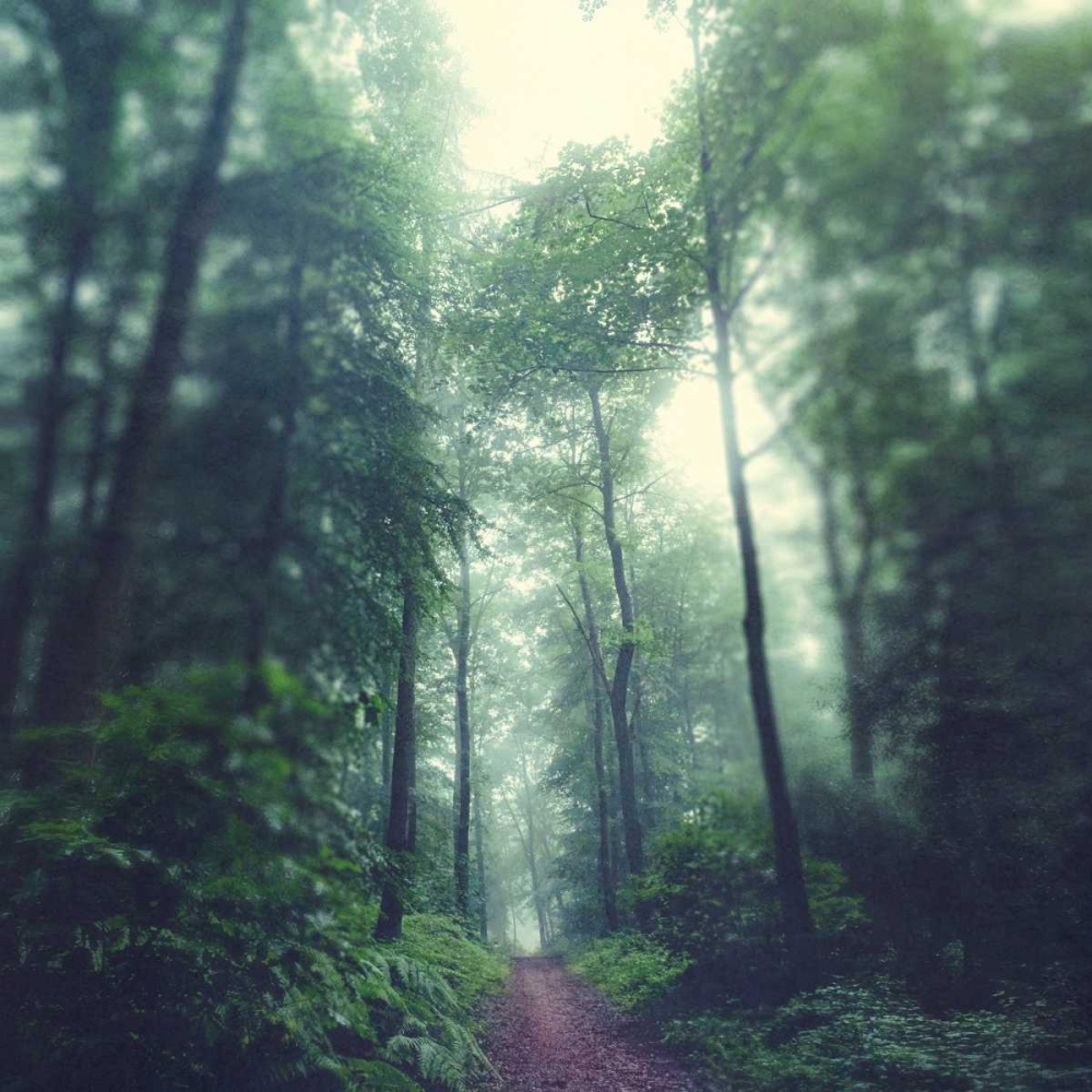 Waldweg art print by Dirk Wuestenhagen for $57.95 CAD