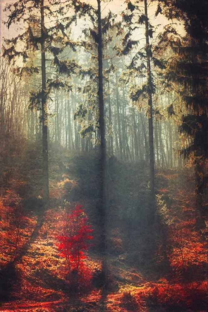 Weight of Light art print by Dirk Wuestenhagen for $57.95 CAD