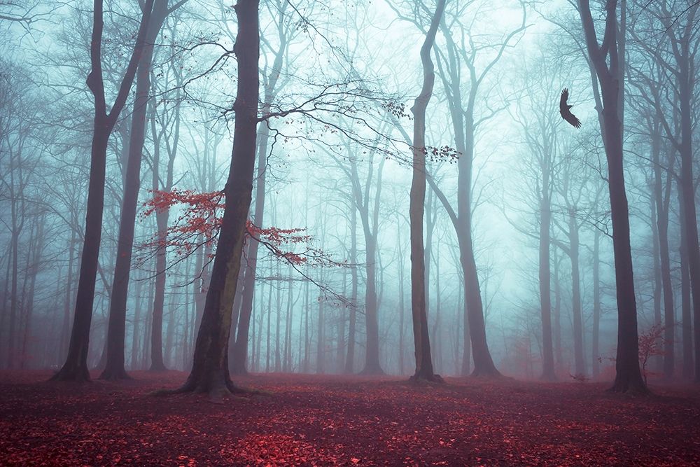 Solstice in Fog art print by Dirk Wuestenhagen for $57.95 CAD