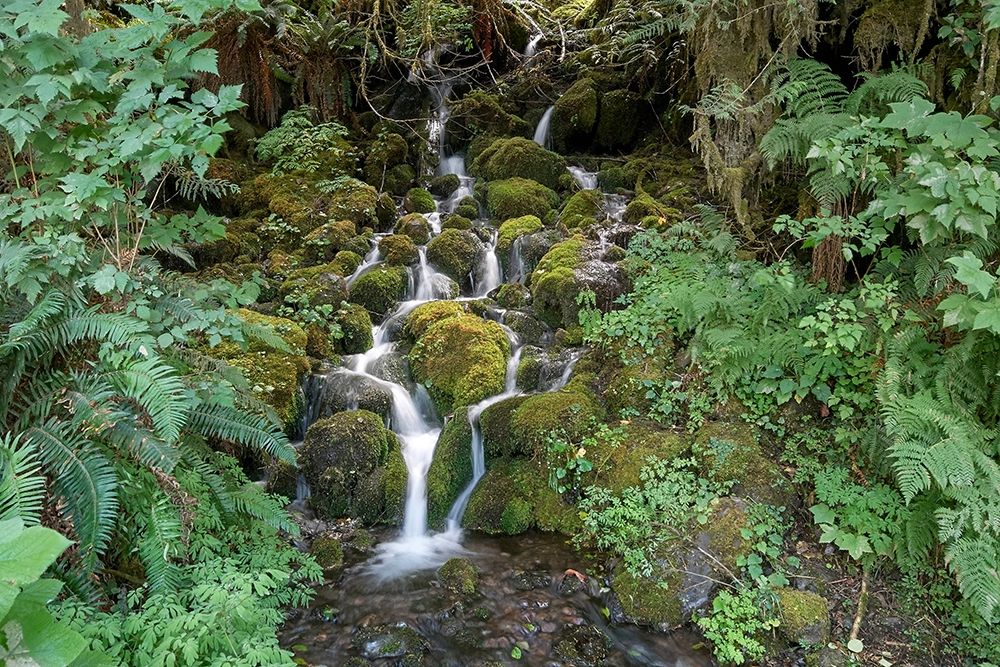 Fern Waterfall art print by Lynda White for $57.95 CAD