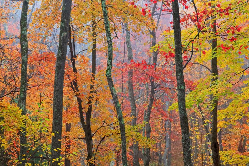 Crayola art print by Patrick Zephyr for $57.95 CAD