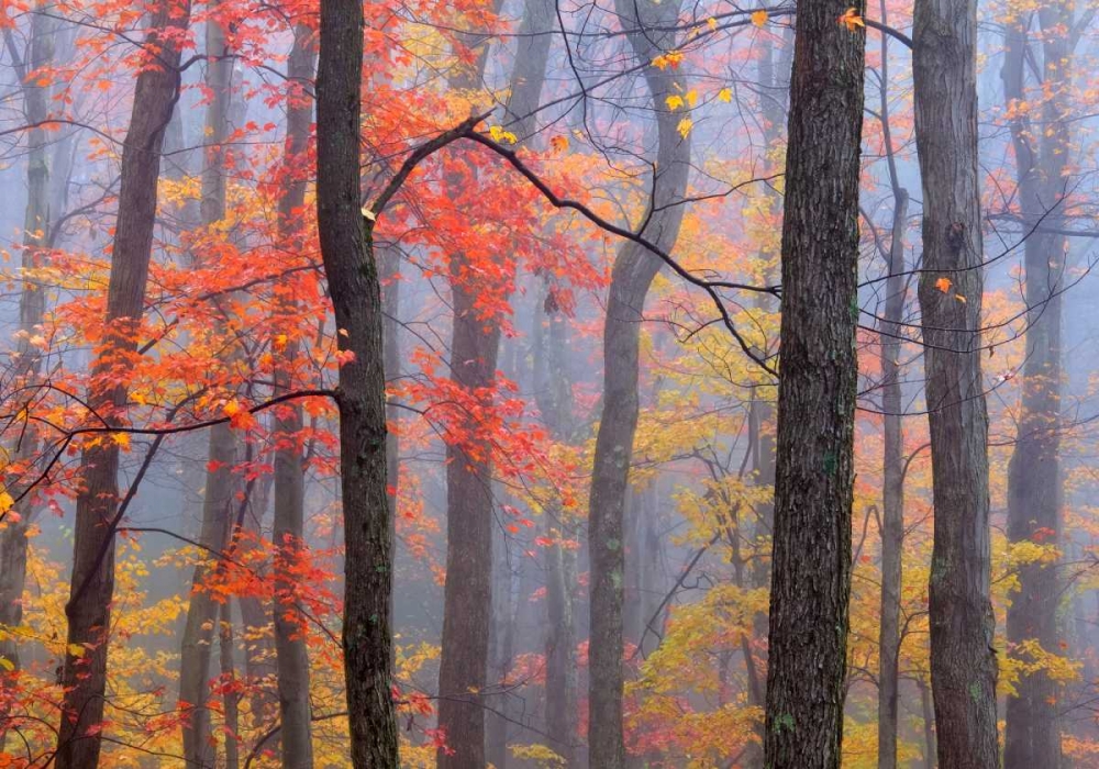 Fire in the Fog art print by Patrick Zephyr for $57.95 CAD