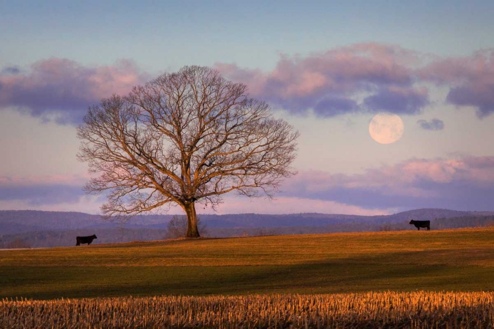 Meeting at Dawn art print by Patrick Zephyr for $57.95 CAD