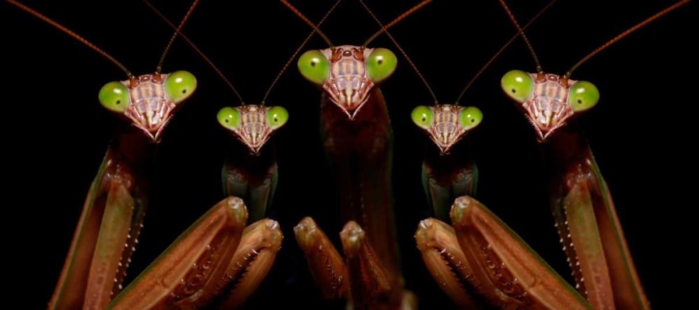 Praying Mantis: Family Portrait art print by Patrick Zephyr for $57.95 CAD