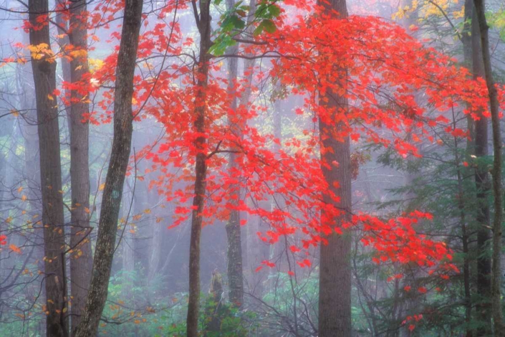 Splash of Red art print by Patrick Zephyr for $57.95 CAD