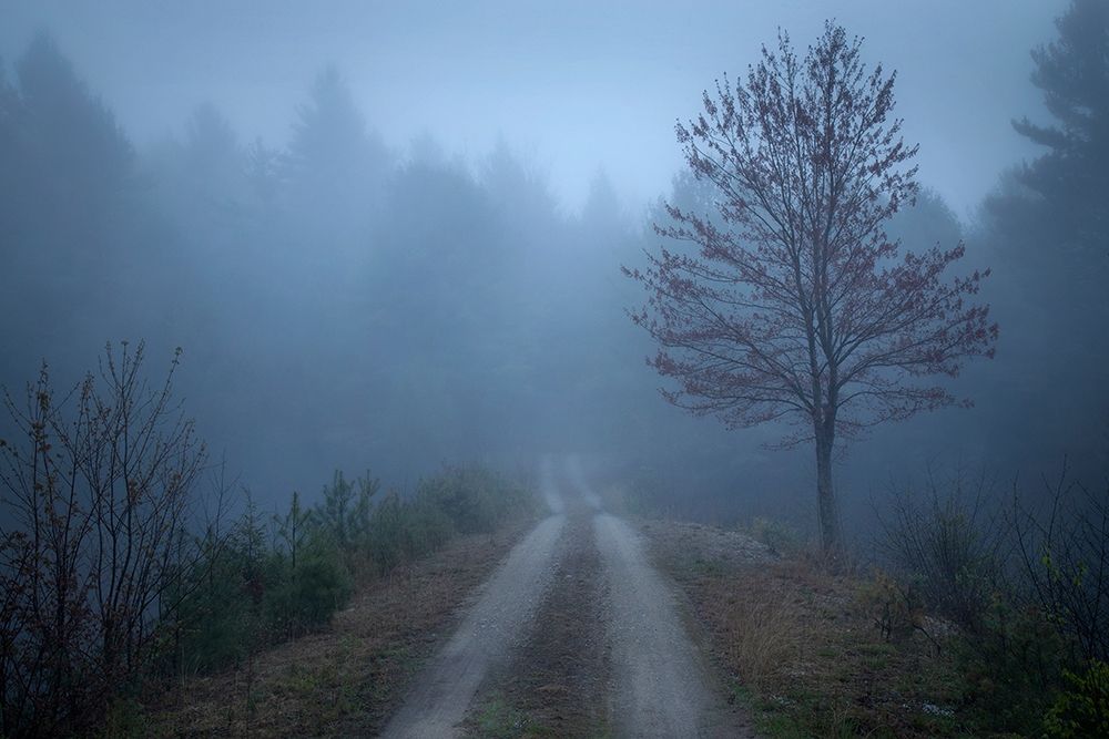 Spring Fog art print by Patrick Zephyr for $57.95 CAD
