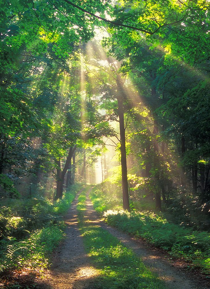 Forest Sunshine art print by Patrick Zephyr for $57.95 CAD