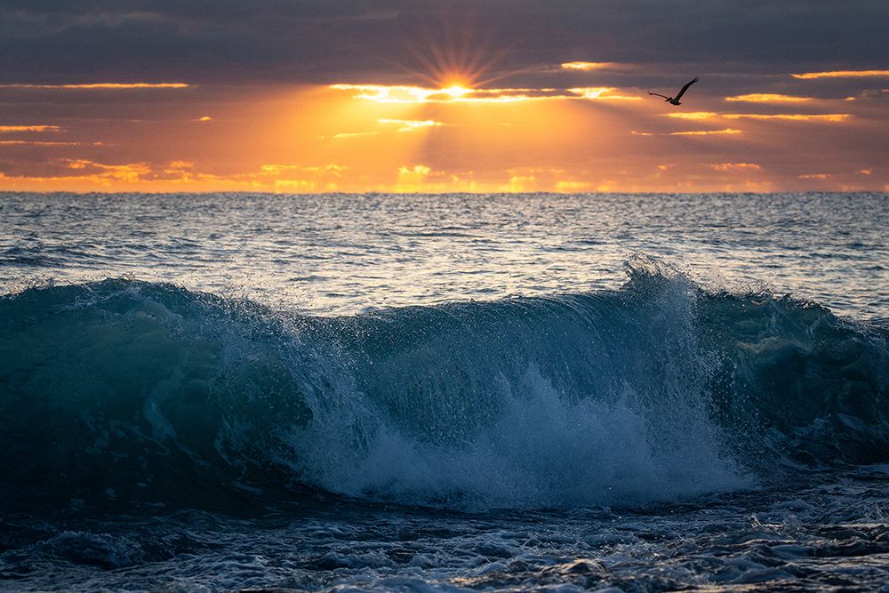Pelican at Dawn art print by Patrick Zephyr for $57.95 CAD