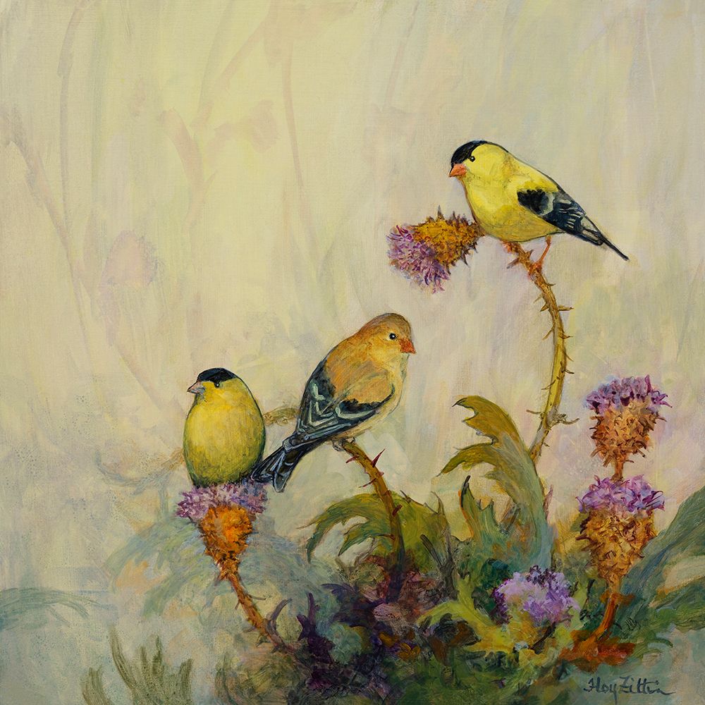 American Goldfinch No. 1 art print by Floy Zittin for $57.95 CAD