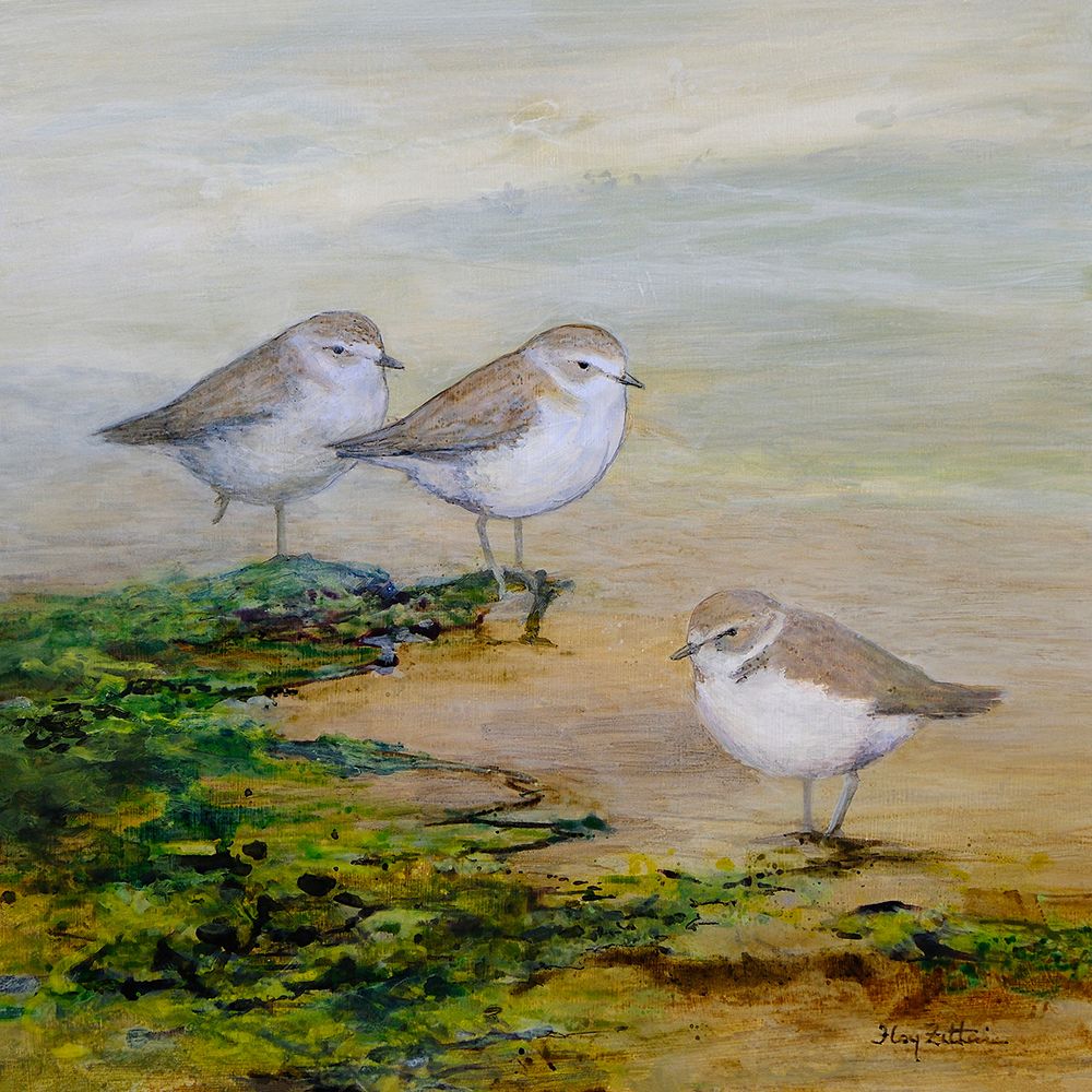 Snowy Plovers Trio art print by Floy Zittin for $57.95 CAD