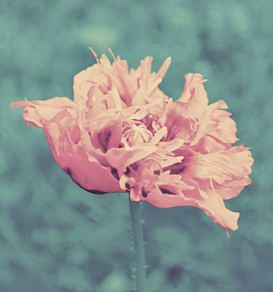Beautiful Pink art print by Gail Peck for $57.95 CAD