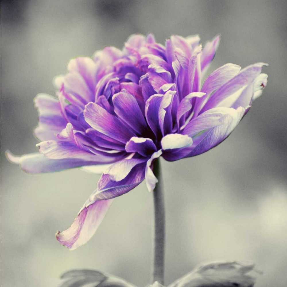 Gorgeous Purple art print by Gail Peck for $57.95 CAD