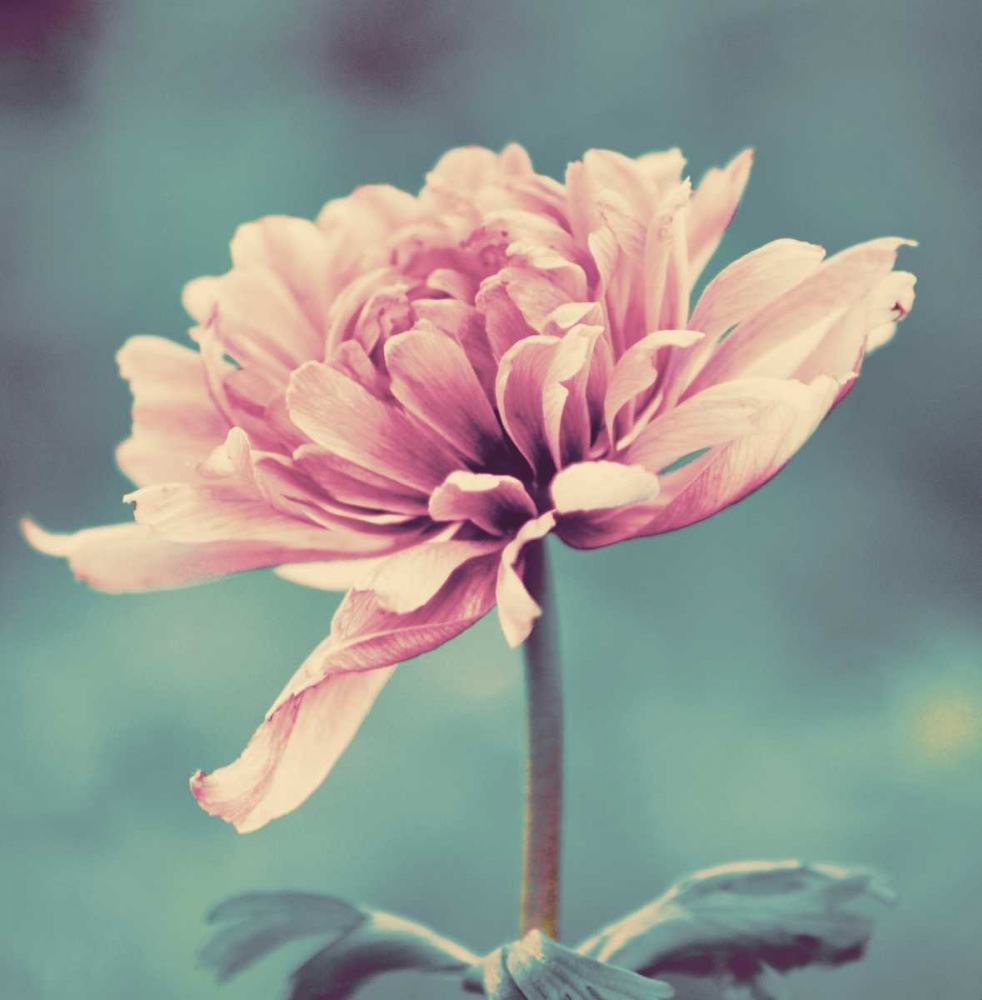 Gorgeous Pink art print by Gail Peck for $57.95 CAD