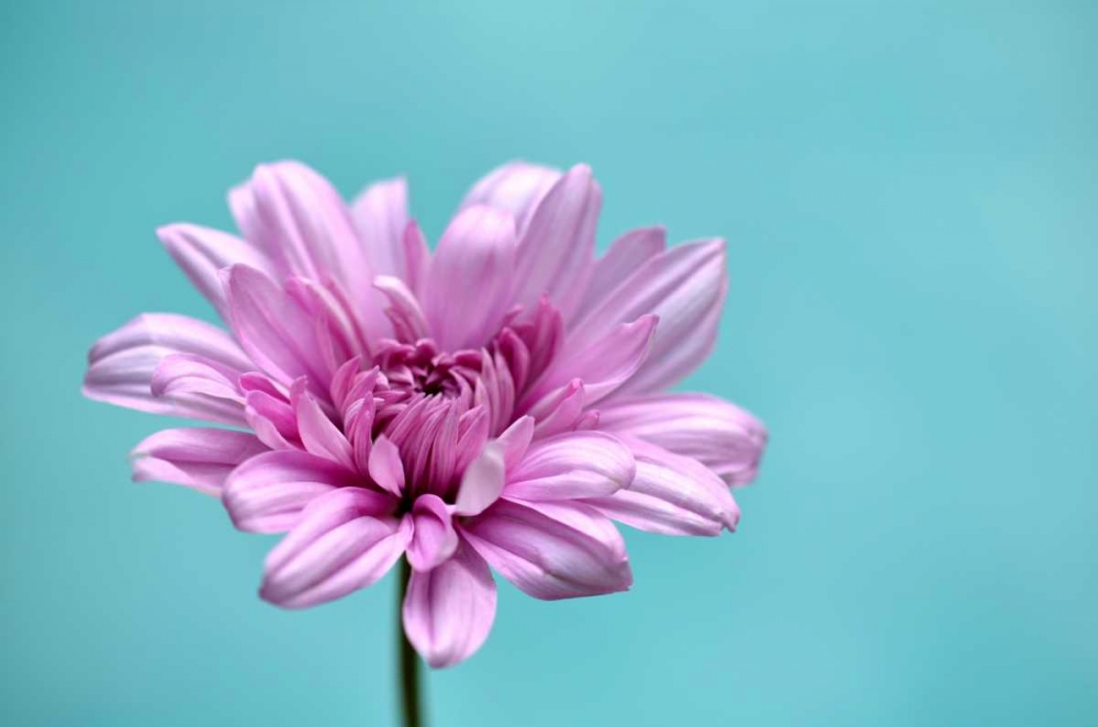 Surrounded in Blue art print by Gail Peck for $57.95 CAD