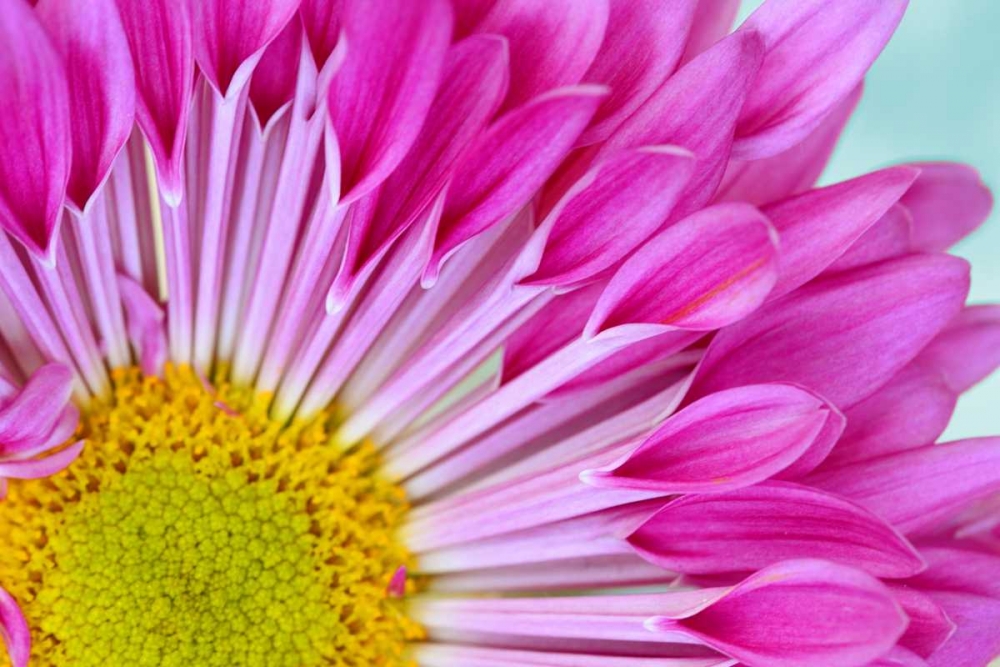 Fuschia Bloom art print by Gail Peck for $57.95 CAD