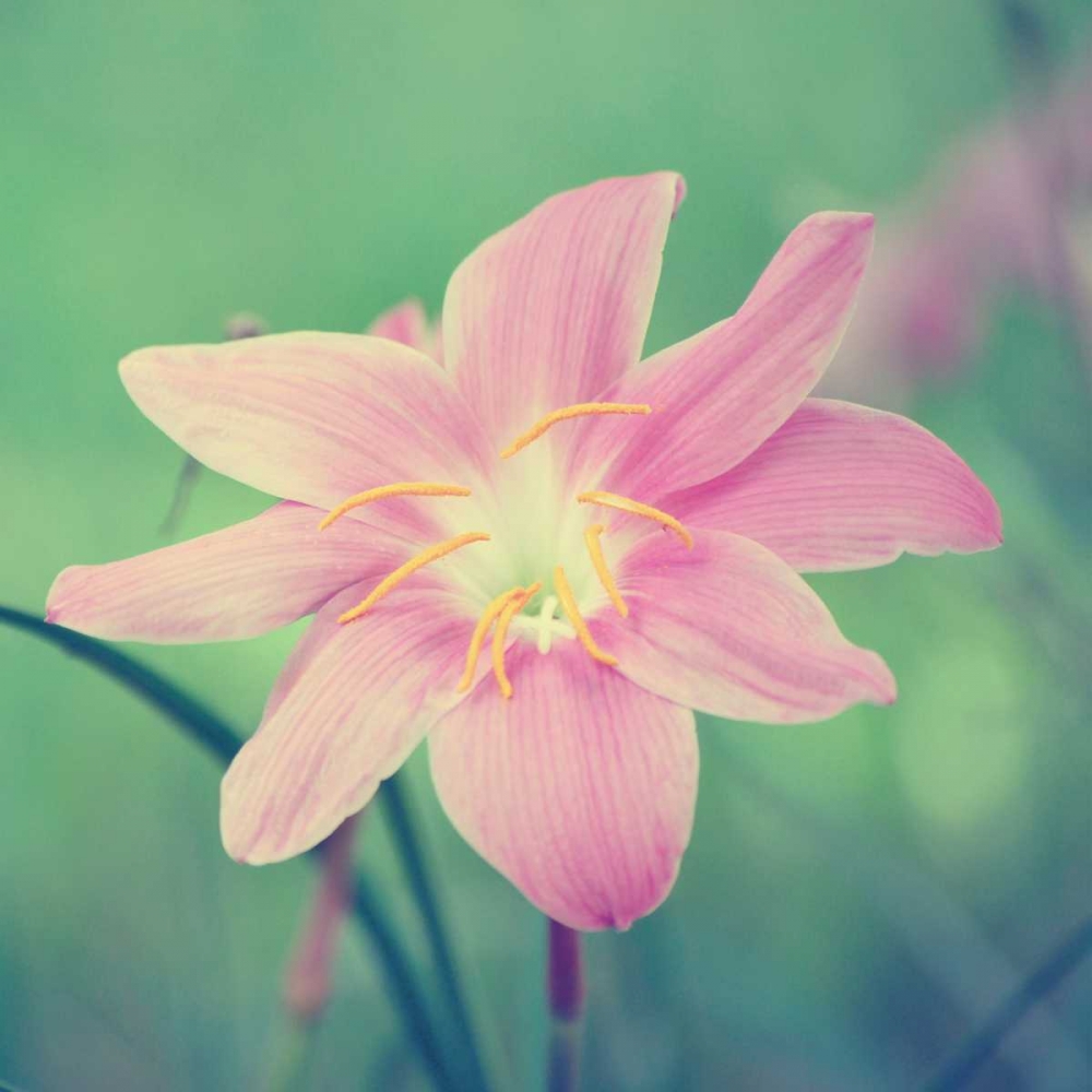 Alone in the Field art print by Gail Peck for $57.95 CAD