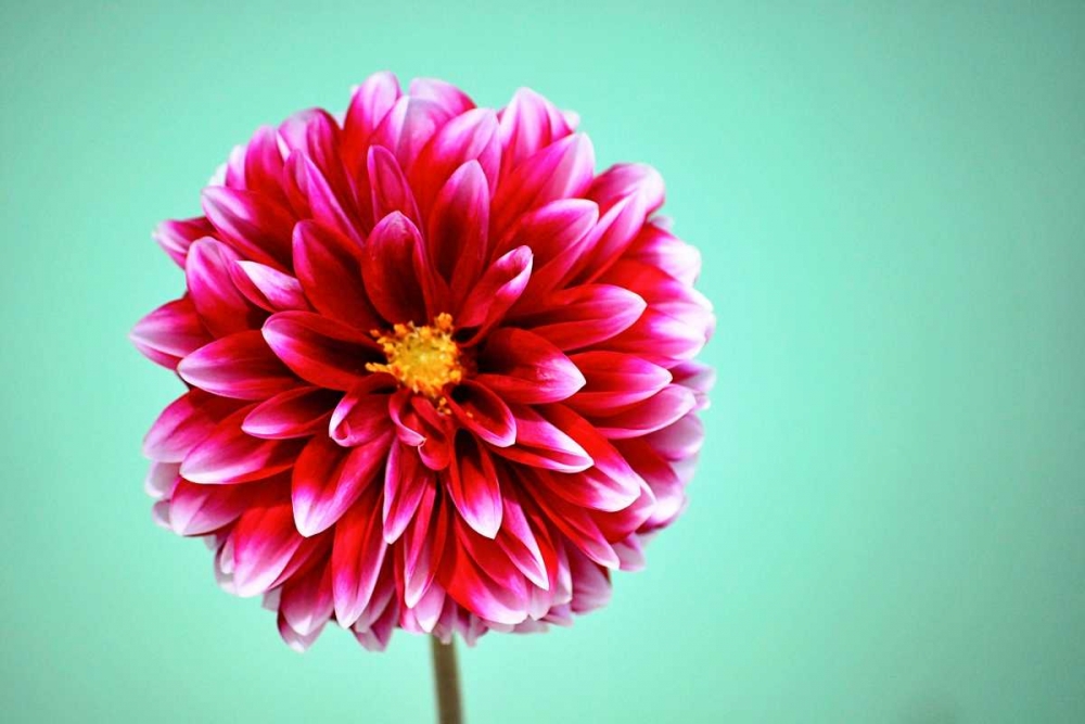 Zenia art print by Gail Peck for $57.95 CAD