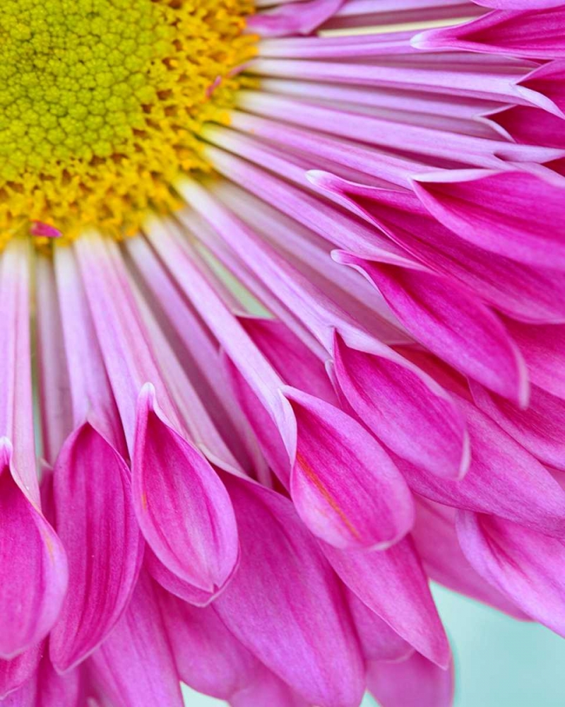 Fuschia Bloom art print by Gail Peck for $57.95 CAD