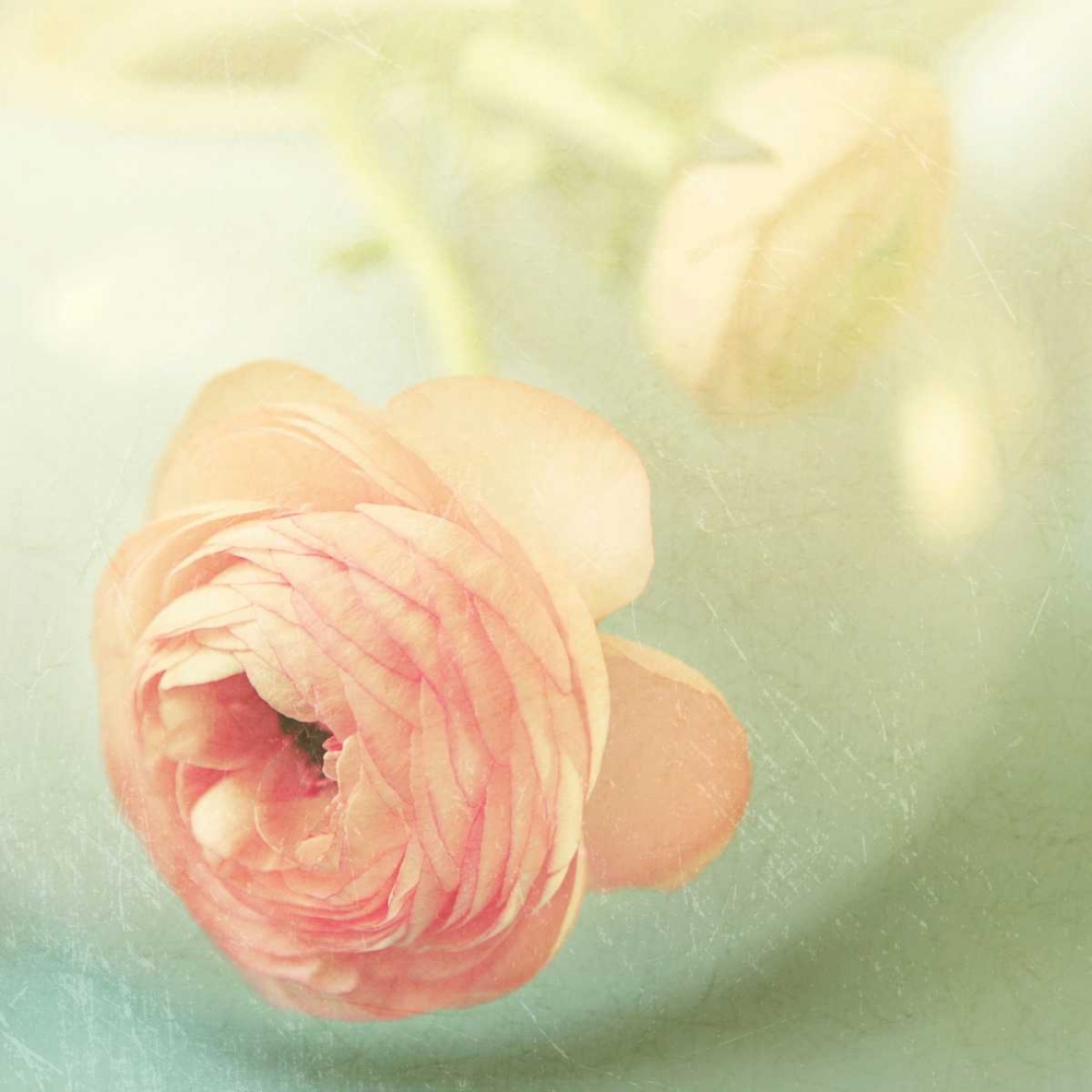 Vintage Peony II art print by Sarah Gardner for $57.95 CAD