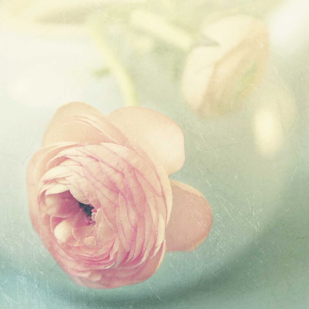 Vintage Pink Peony II art print by Sarah Gardner for $57.95 CAD
