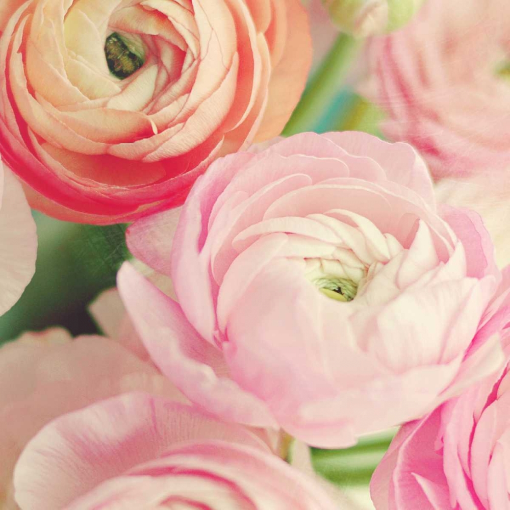 Blushing Blossoms Square II art print by Sarah Gardner for $57.95 CAD