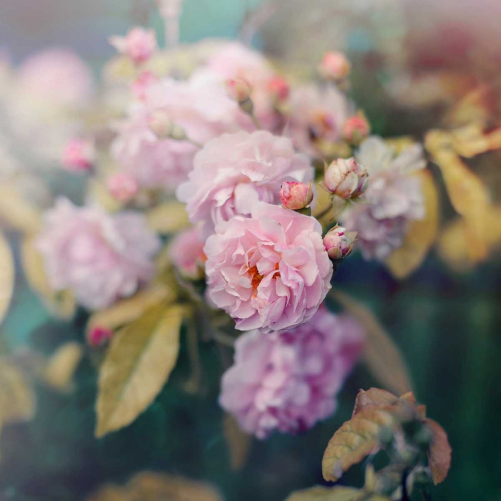 Season of Blossoms art print by Sarah Gardner for $57.95 CAD
