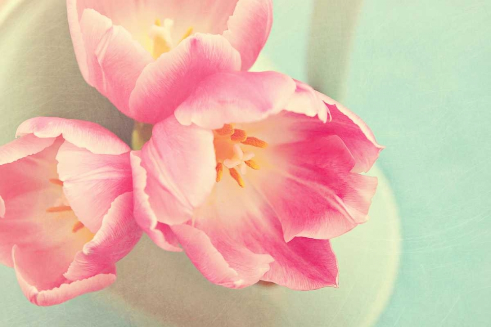 Resplendent Blossoms art print by Sarah Gardner for $57.95 CAD
