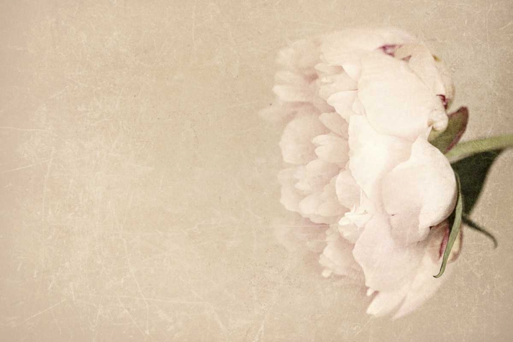 Alluring Flower art print by Sarah Gardner for $57.95 CAD