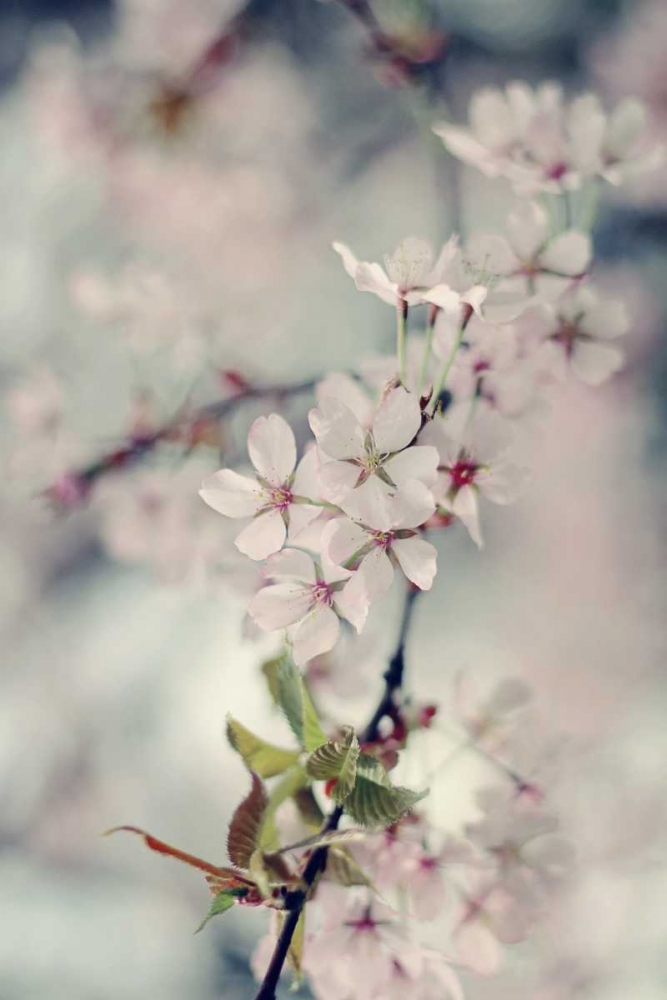A Branch of Beauty Vertical art print by Sarah Gardner for $57.95 CAD