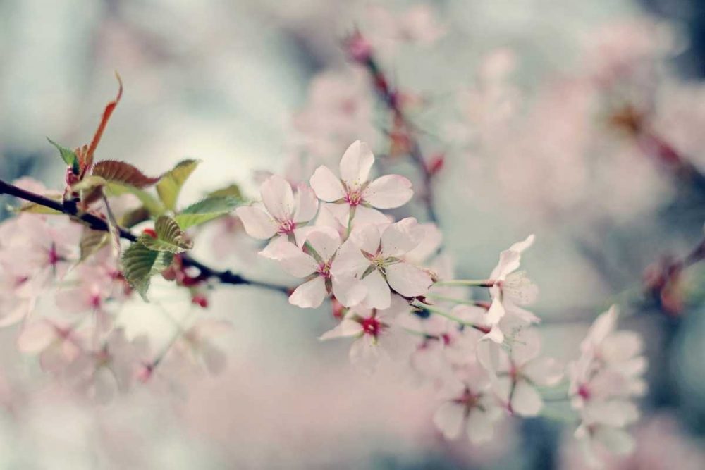 A Branch of Beauty art print by Sarah Gardner for $57.95 CAD