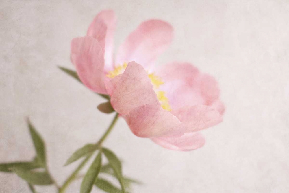 Soft Petals art print by Sarah Gardner for $57.95 CAD