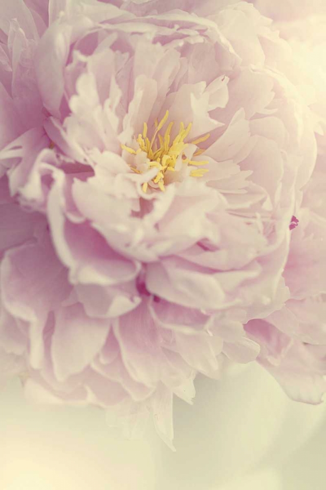 Angelic Petals art print by Sarah Gardner for $57.95 CAD
