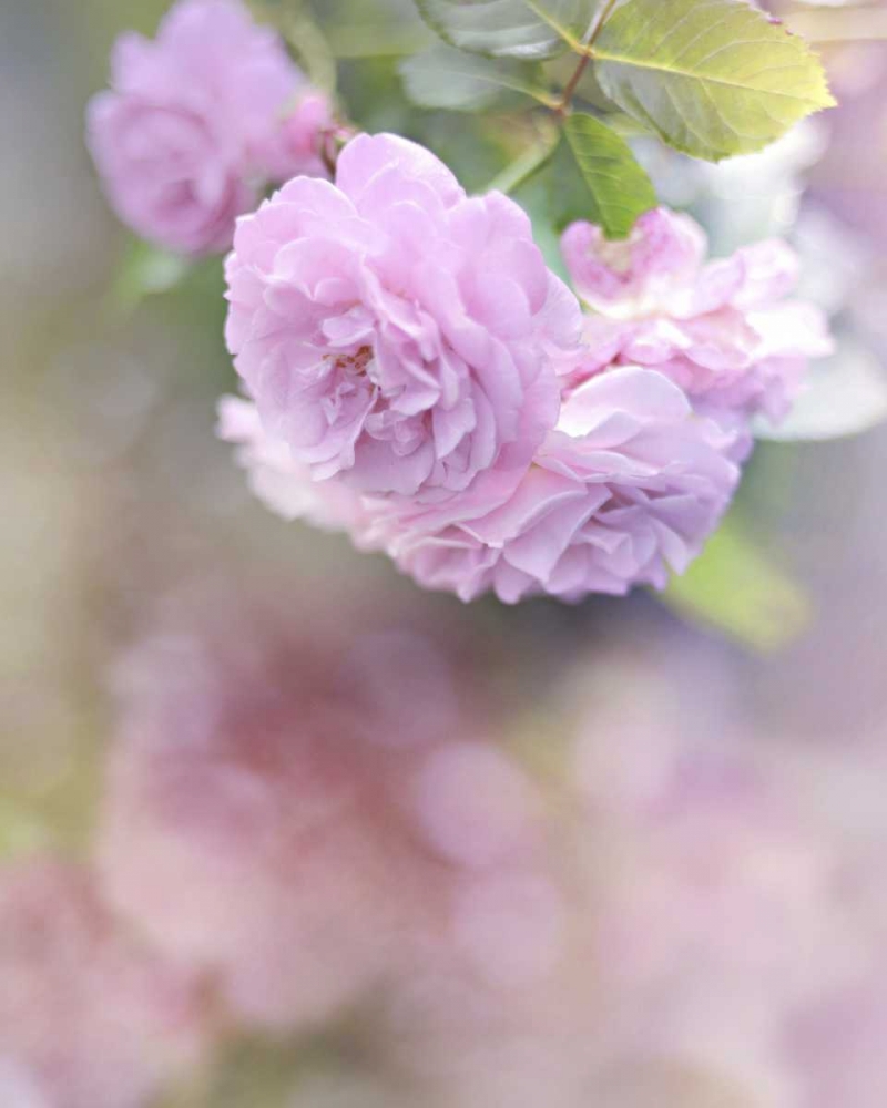 Graceful Floral art print by Sarah Gardner for $57.95 CAD