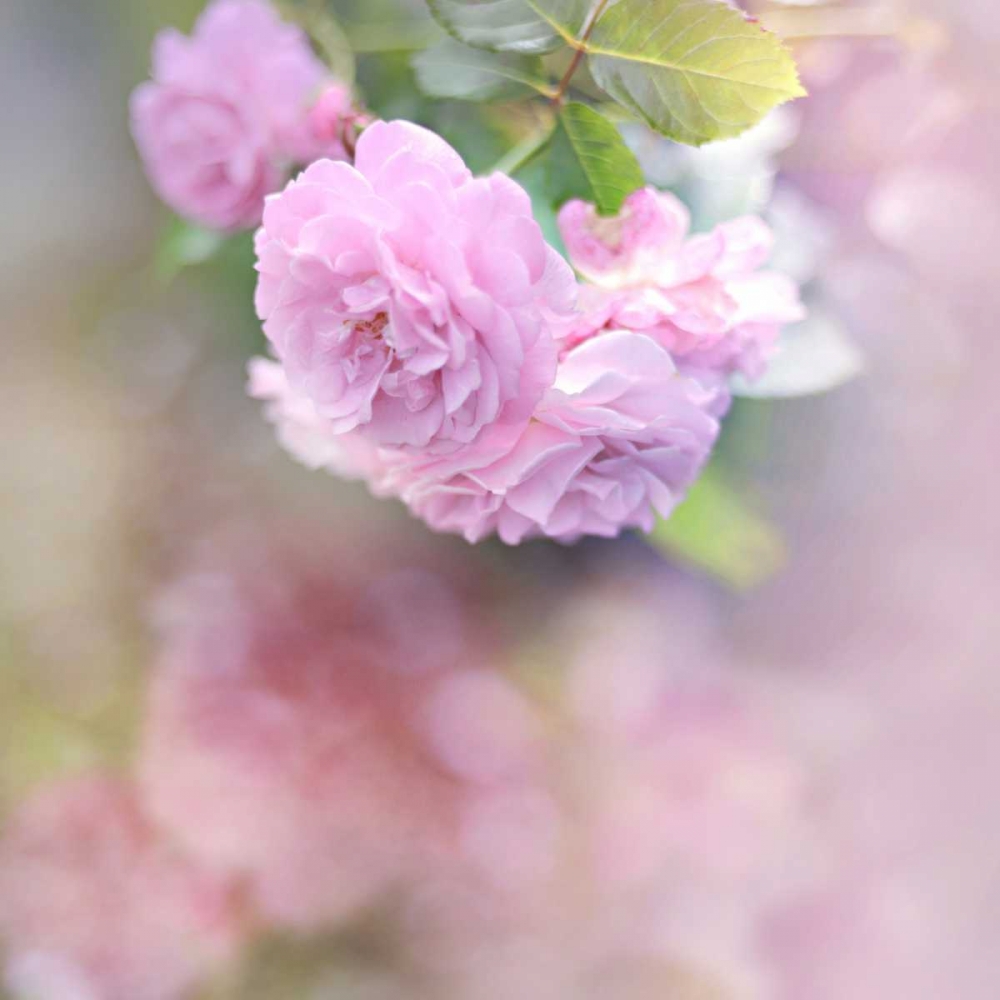 Graceful Floral art print by Sarah Gardner for $57.95 CAD