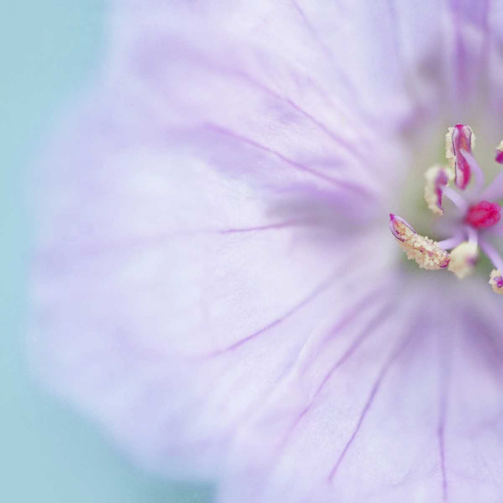 The Heart of a Flower Square art print by Sarah Gardner for $57.95 CAD