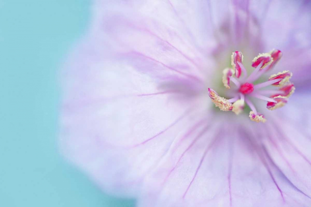 The Heart of a Flower art print by Sarah Gardner for $57.95 CAD